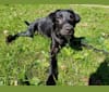Rookie, a Labrador Retriever and Collie (Scottish-Type) mix tested with EmbarkVet.com