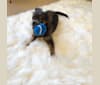 Zuna, a Chihuahua tested with EmbarkVet.com