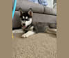 Shasta, a Siberian Husky tested with EmbarkVet.com