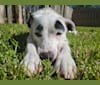 Buster, an American Bully and American Pit Bull Terrier mix tested with EmbarkVet.com