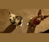 Bow, a Siberian Husky and Chihuahua mix tested with EmbarkVet.com