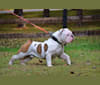 Rolls, a Bulldog and Olde English Bulldogge mix tested with EmbarkVet.com