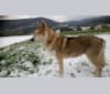 Shani, a Saarloos Wolfdog tested with EmbarkVet.com