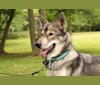 Namida, a Siberian Husky and German Shepherd Dog mix tested with EmbarkVet.com