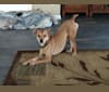 Photo of Bender, a Mountain Cur, Miniature Pinscher, and Mixed mix in Scottsboro, AL, USA