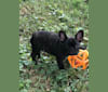 Abby, a French Bulldog tested with EmbarkVet.com