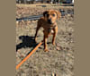 Diffie, an American Bully and Catahoula Leopard Dog mix tested with EmbarkVet.com