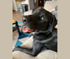 Bixby, a Labrador Retriever and Jindo mix tested with EmbarkVet.com