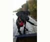 Rollo, a Labrador Retriever and Chesapeake Bay Retriever mix tested with EmbarkVet.com