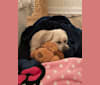 Photo of Bella, a Shih Tzu, Poodle (Small), Pekingese, and Mixed mix in Philadelphia, Pennsylvania, USA