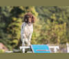 Kahlua, a Poodle (Standard) tested with EmbarkVet.com