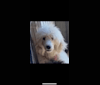 Rynn, a Poodle (Standard) tested with EmbarkVet.com