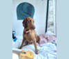 Pip, a Wirehaired Vizsla tested with EmbarkVet.com
