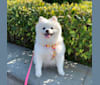 Maru, a Pomeranian and Pekingese mix tested with EmbarkVet.com