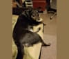 Athena, a Labrador Retriever and Siberian Husky mix tested with EmbarkVet.com