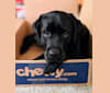 George, a Labrador Retriever tested with EmbarkVet.com