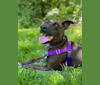 Jade, an American Pit Bull Terrier and Boxer mix tested with EmbarkVet.com