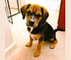 Photo of Zoey, a Beagle, Boxer, American Pit Bull Terrier, and Mixed mix in Wilmington, North Carolina, USA