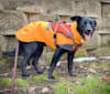 Clementine, a Labrador Retriever and Beagle mix tested with EmbarkVet.com