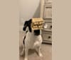 Photo of Ollie, an American Pit Bull Terrier, Australian Shepherd, Labrador Retriever, and English Springer Spaniel mix in Holly Springs, North Carolina, USA
