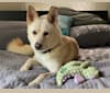 Photo of Rio, an Akita and German Shepherd Dog mix in Gonzales, TX, USA