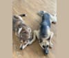 Ranger, a German Shepherd Dog and Siberian Husky mix tested with EmbarkVet.com