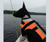 Ranger, a Teddy Roosevelt Terrier tested with EmbarkVet.com