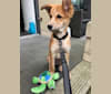 Cooper, a South Asian Village Dog tested with EmbarkVet.com