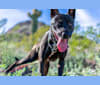 Rocko, a Staffordshire Terrier and American Village Dog mix tested with EmbarkVet.com