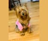 Mellona Fendi Dior, a Yorkshire Terrier tested with EmbarkVet.com