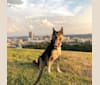 Butters, a Shiba Inu and German Shepherd Dog mix tested with EmbarkVet.com