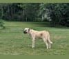 Photo of Chewie, an Anatolian Shepherd Dog and Great Pyrenees mix in Oklahoma, USA