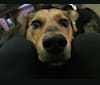 Zeus, an Akita and German Shepherd Dog mix tested with EmbarkVet.com
