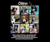 Odin a dog tested with EmbarkVet.com
