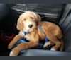 Willa, a Great Pyrenees and Redbone Coonhound mix tested with EmbarkVet.com
