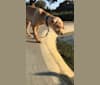 Coby, a Golden Retriever and Poodle (Small) mix tested with EmbarkVet.com