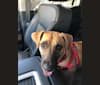 Scarlette, an American Village Dog tested with EmbarkVet.com