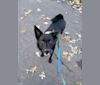 Rosie, a Labrador Retriever and Border Collie mix tested with EmbarkVet.com