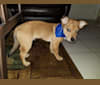 Rocky, a Chihuahua and West Highland White Terrier mix tested with EmbarkVet.com