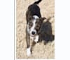 Photo of Ginger, a Border Collie, Border Terrier, Whippet, Russell-type Terrier, and Staffordshire Bull Terrier mix in Pahrump, Nevada, USA