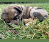 Tsunami (Sue), a Catahoula Leopard Dog and German Shepherd Dog mix tested with EmbarkVet.com