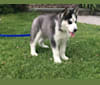 Nessie, a Siberian Husky tested with EmbarkVet.com