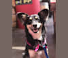 Luna, an Australian Cattle Dog and Chow Chow mix tested with EmbarkVet.com