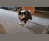 Werewolf, a Pomeranian tested with EmbarkVet.com
