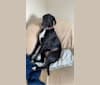 Photo of Luna, an American Pit Bull Terrier, Labrador Retriever, American English Coonhound, Bluetick Coonhound, Siberian Husky, and Mixed mix in Alabama, USA
