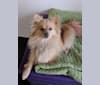 Luther, a Pomeranian tested with EmbarkVet.com