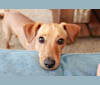 Jack, a Miniature Pinscher and Poodle (Small) mix tested with EmbarkVet.com
