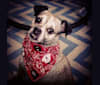 Gracie, a Pug and Chihuahua mix tested with EmbarkVet.com