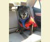 Nova Jean, a Chesapeake Bay Retriever and American Eskimo Dog mix tested with EmbarkVet.com