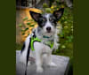 Ralphie, a Chihuahua and Yorkshire Terrier mix tested with EmbarkVet.com